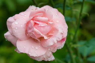 Pembe Gül su damlaları ile kaplı