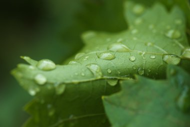 yeşil yaprak üzerinde yağmur damlaları