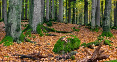 Yosun kaplı taşlarla orman