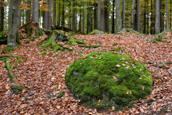 Forêt avec des pierres couvertes de mousse — Photo