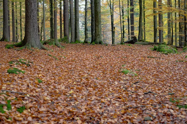 Floresta árvores paisagem — Fotografia de Stock