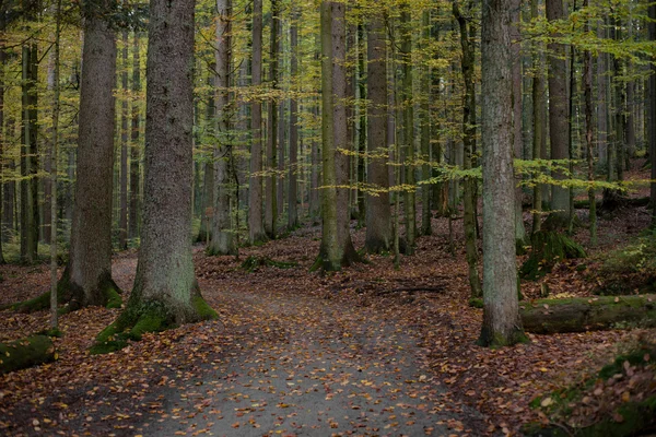 Floresta árvores paisagem — Fotografia de Stock