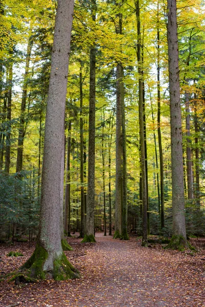 Camino forestal, bosque de pinos —  Fotos de Stock