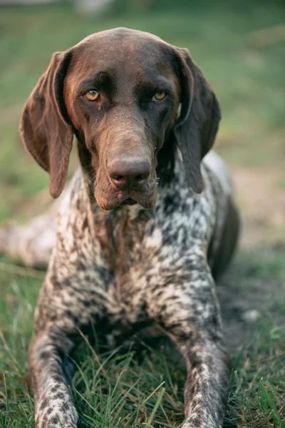 Chien pointeur allemand — Photo