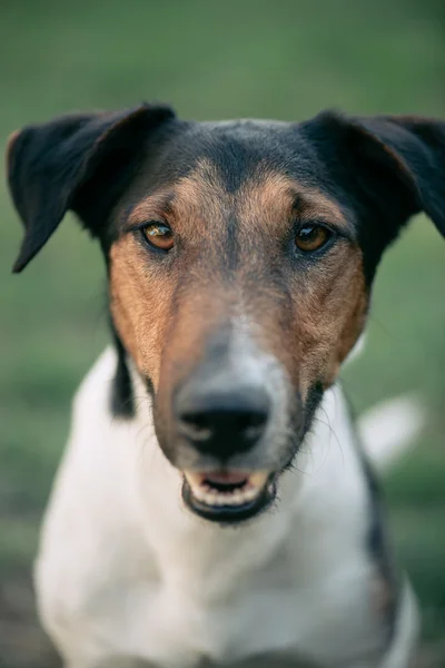 Adorable terrier dog portrait — Stock Photo, Image