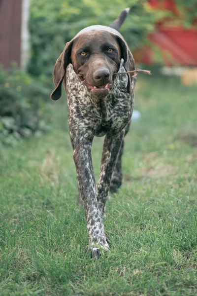 Alman pointer köpek — Stok fotoğraf