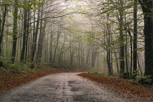 Caminho de floresta nebulosa — Fotografia de Stock