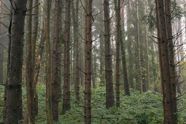 Ομιχλώδες δάσος μονοπάτι — Φωτογραφία Αρχείου
