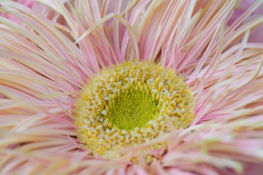 Pembe çiçeği kapat.