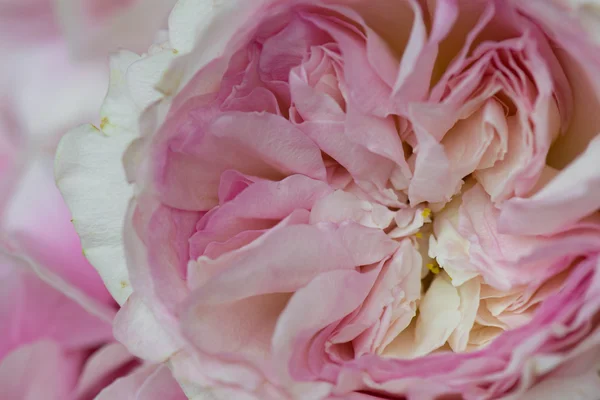 Rosafarbener Blumenschmuck — Stockfoto