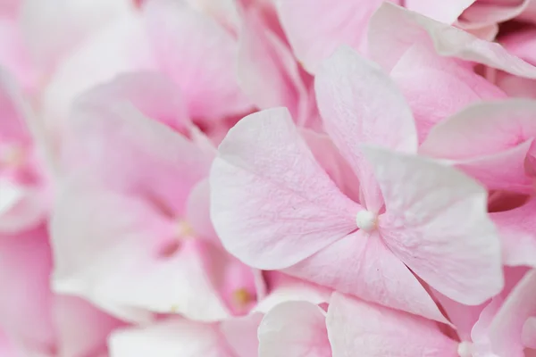 ピンクの花飾り — ストック写真