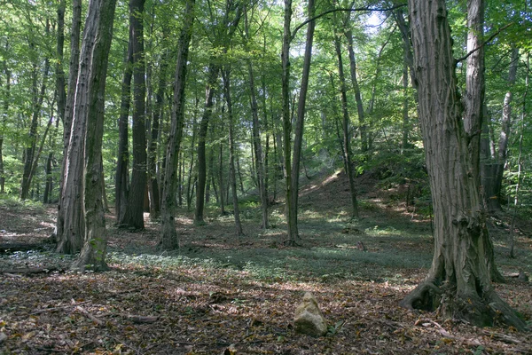 Zonnige bos weg — Stockfoto