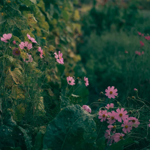 Trädgård blommor, vintage natur foto — Stockfoto
