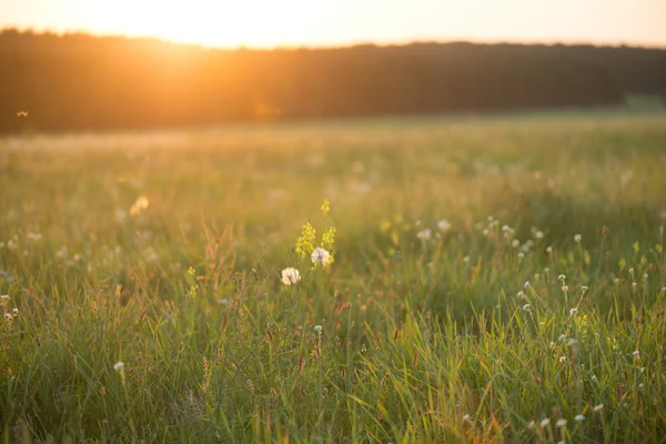 Prato con fiori primaverili al sole presto — Foto Stock