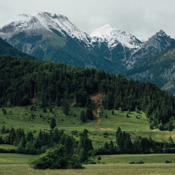 斯洛文尼亚语阿尔卑斯山的风景 — 图库照片