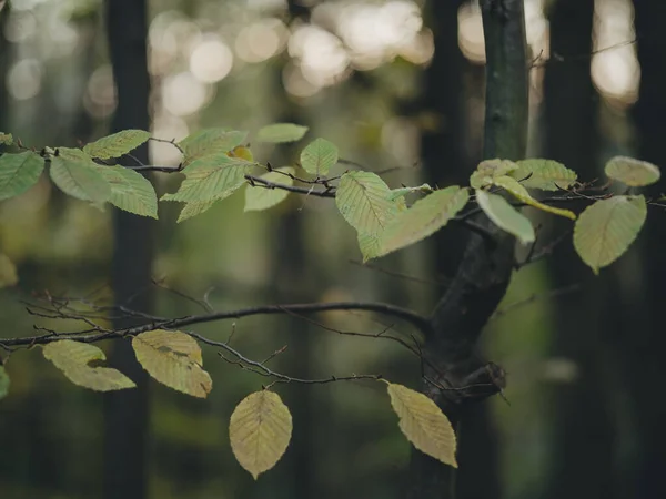 Herfst Bladeren Het Zonlicht — Stockfoto