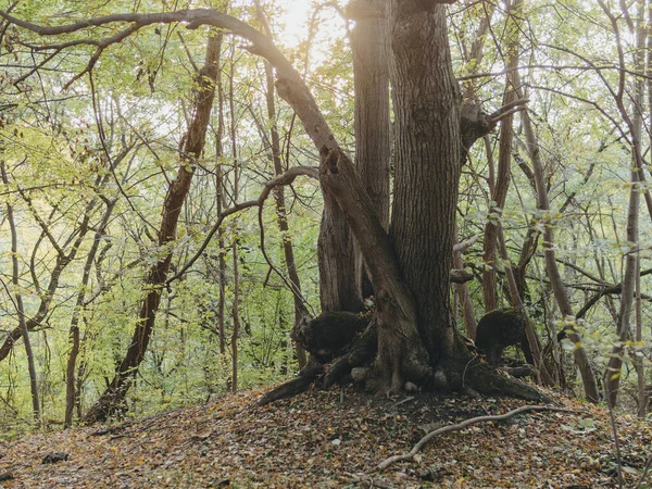 Árvore Floresta — Fotografia de Stock