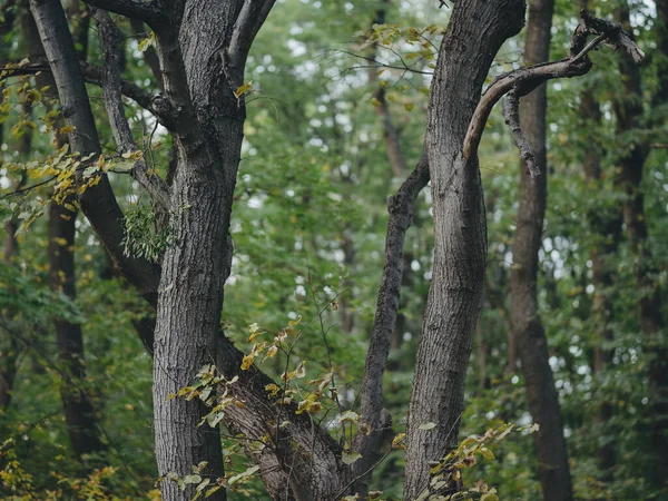 Baum Wald — Stockfoto
