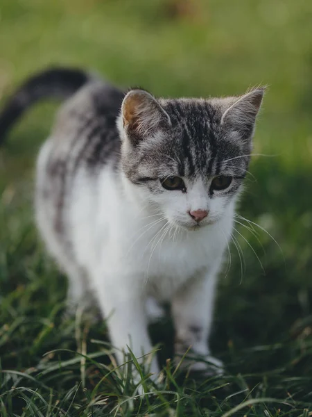 庭でかわいい子猫 — ストック写真