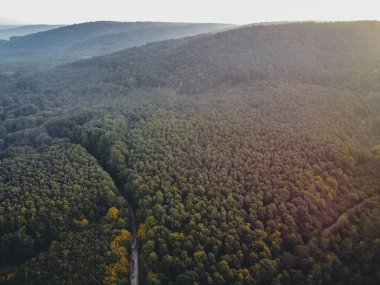 Sonbahar ormanının havadan görünüşü. İHA atışı.
