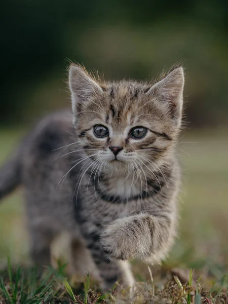 Portrait Cat — Stock Photo, Image