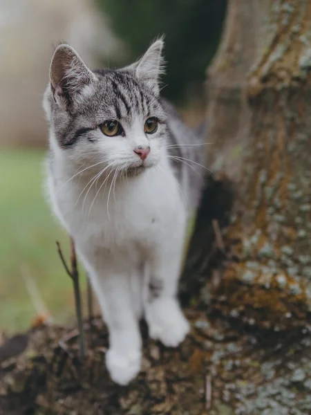 Giovane Gatto Giardino Gattino Adorabile — Foto Stock