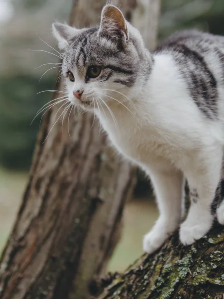 Mladá Kočka Zahradě Rozkošné Kotě — Stock fotografie