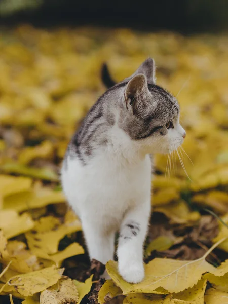 Jeune Chat Dans Jardin Adorable Chaton — Photo