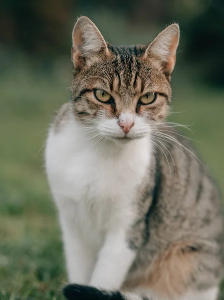 Chat Grincheux Dans Jardin — Photo