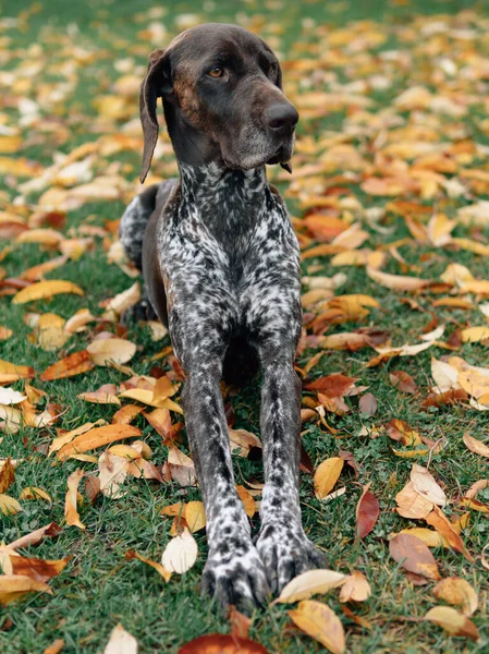 Perro Puntero Alemán Hojas Otoño — Foto de Stock