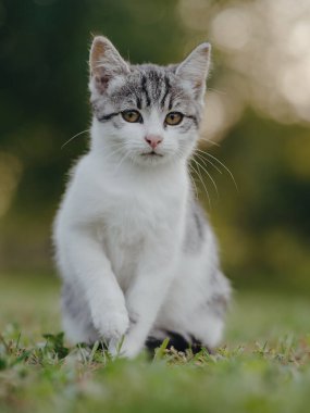 Sevimli genç kedi yavrusu. Kedi portresi.