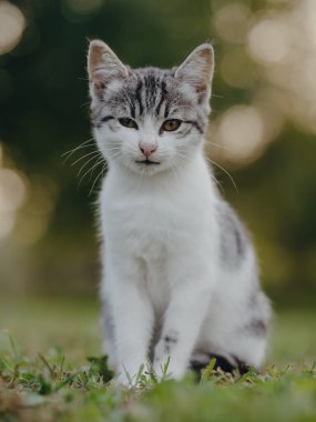 Sevimli genç kedi yavrusu. Kedi portresi.