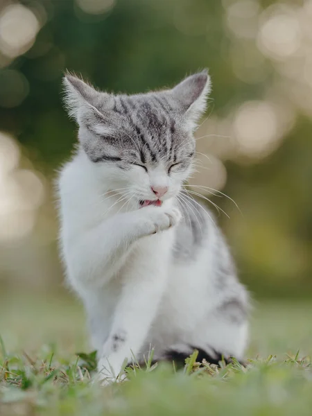 Gato Porreiro Gatinho Limpando — Fotografia de Stock