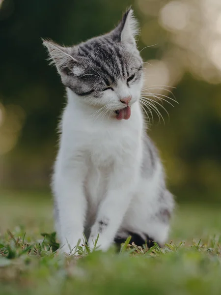 Чистый Кот Котёнок Чистит Себя — стоковое фото