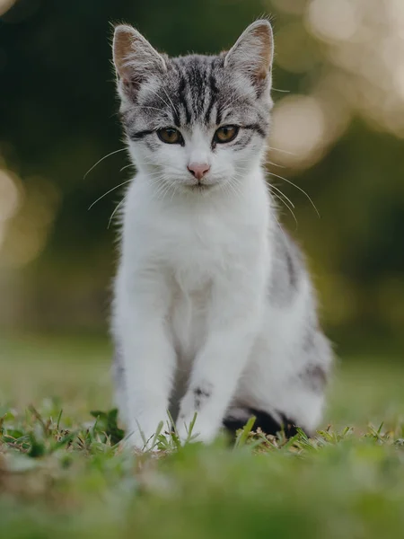 Entzückende Junge Katze Katzenporträt — Stockfoto