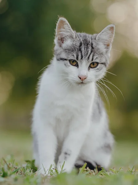 Rozkošné Koťátko Kočičí Portrét — Stock fotografie