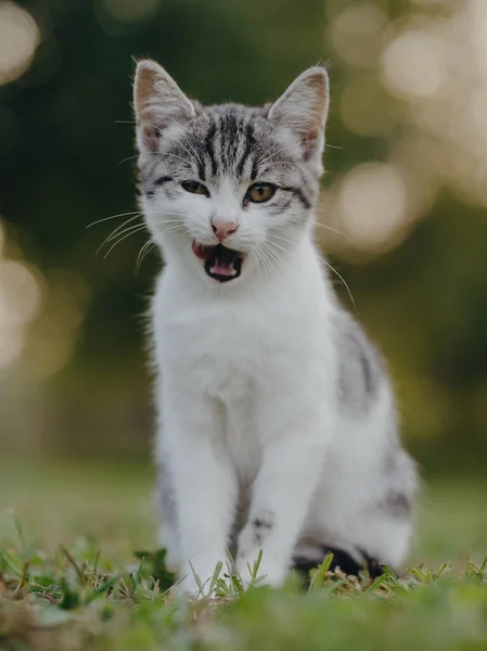 Adorable Young Kitten Cat Portrait — Stock Photo, Image