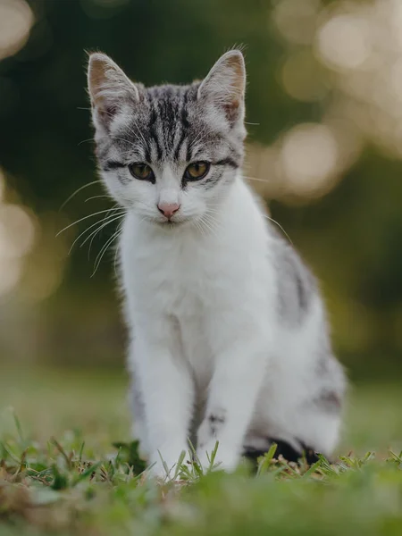 Rozkošné Koťátko Kočičí Portrét — Stock fotografie