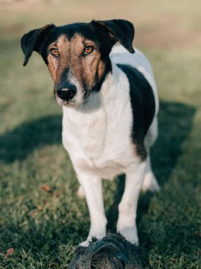 Bahçedeki teriyer köpek.