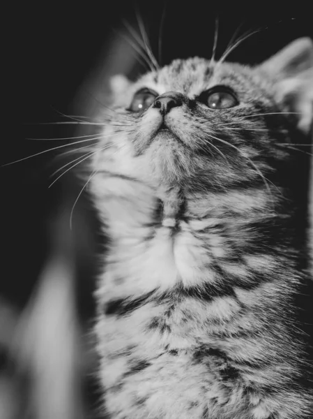 Uroczy Koci Portret Świeżym Powietrzu — Zdjęcie stockowe