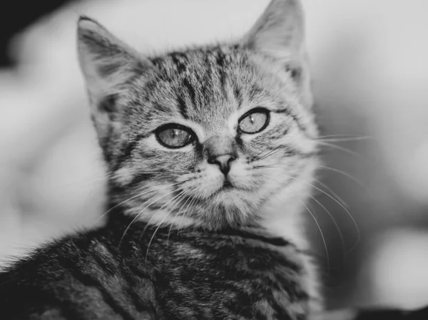 Adorable Chaton Portrait Extérieur — Photo