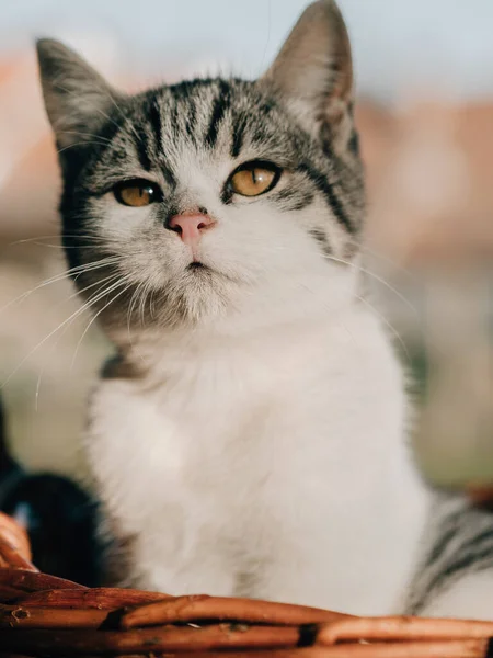 Bedårande Kattunge Utomhus Porträtt — Stockfoto