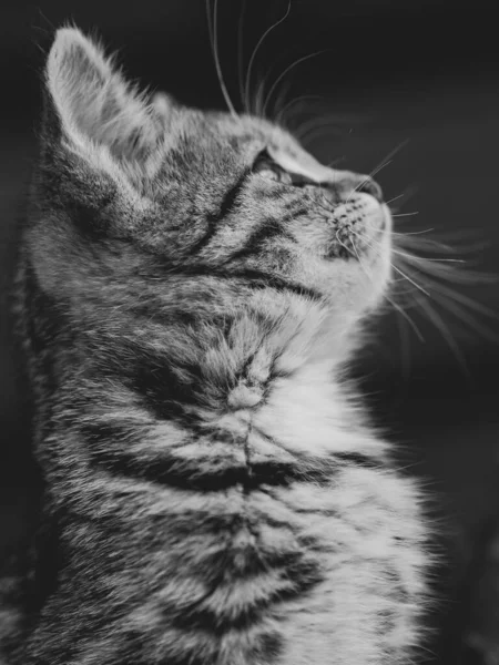 Liebenswertes Kätzchen Freien Porträt — Stockfoto