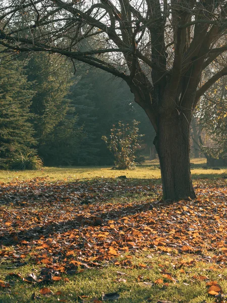 Herbst Landschaft Buntes Natürliches Bild — Stockfoto