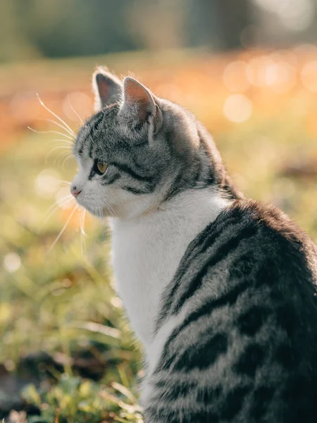 Adorable Kitten Outdoor Portrait — Stock Photo, Image