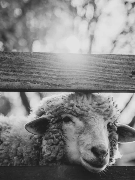Ovelhas Fazenda Imagem Preto Branco — Fotografia de Stock