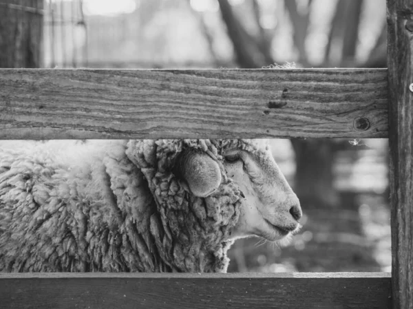 Moutons Ferme Image Noir Blanc — Photo