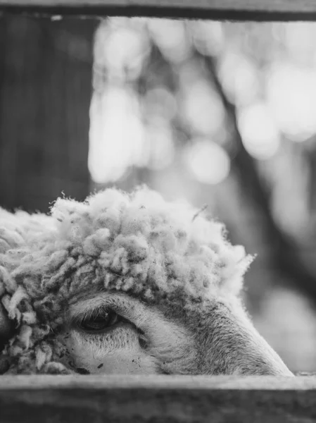 Moutons Ferme Image Noir Blanc — Photo