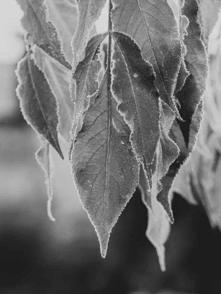 Dışarıda asılı duran donmuş yaprak.