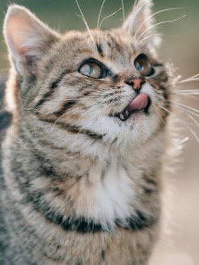 Dışarıdaki sevimli yavru kedi.